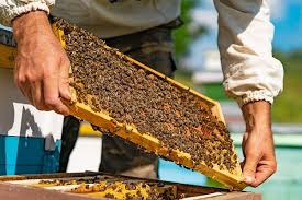 عسل طبیعی کوهستان خالص با طعم ماندگار و اصیل